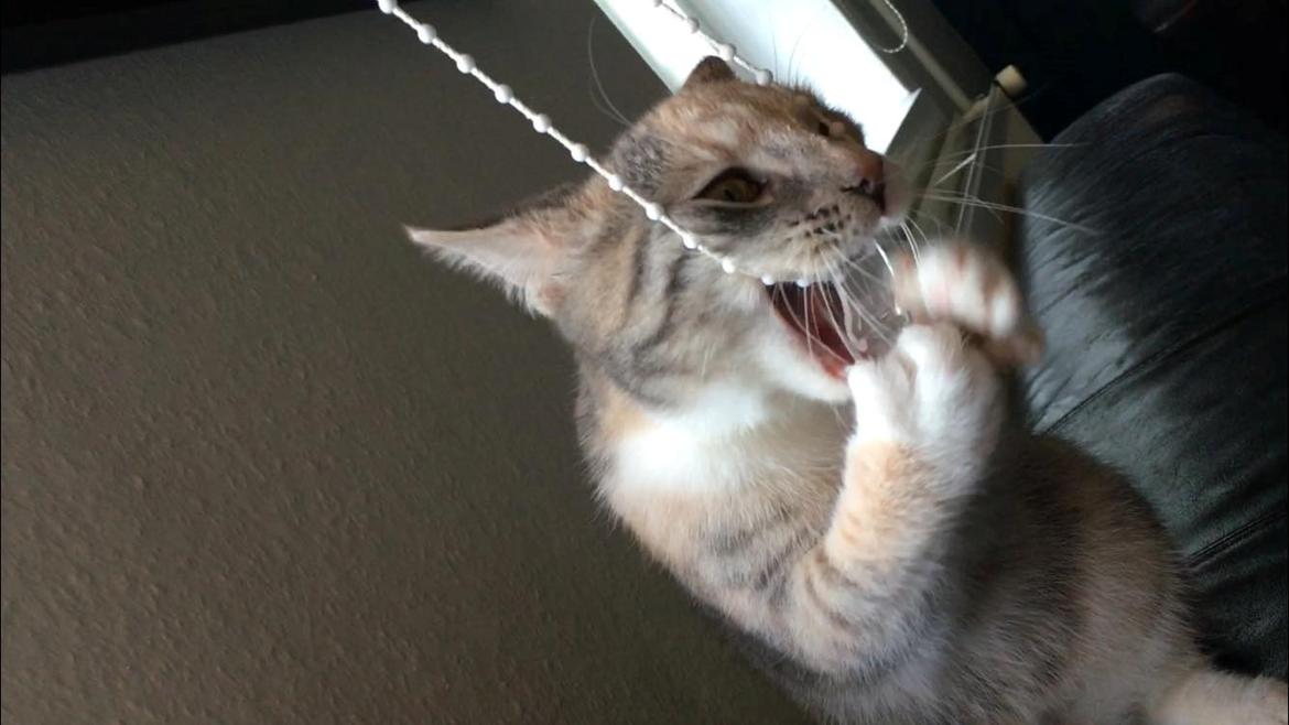 Huskat Shelby billede 8