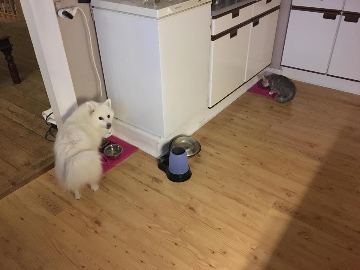 Huskat Shelby billede 11