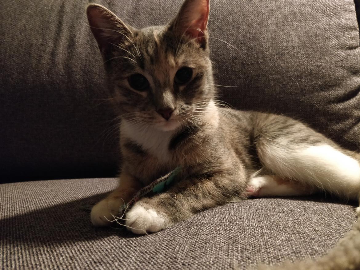 Blanding af racer Duddie billede 17