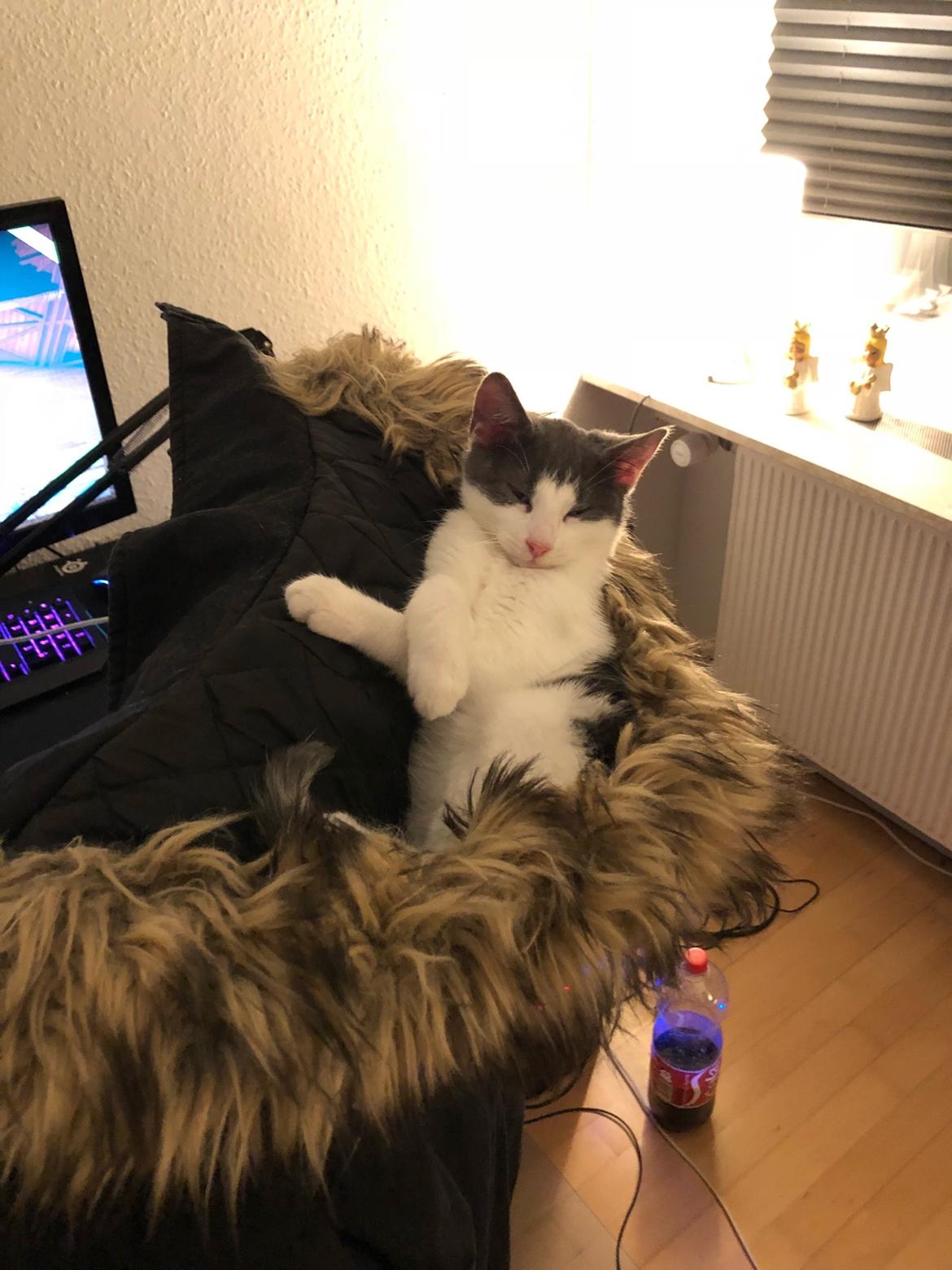 Huskat Sylvester (R.I.P) billede 1