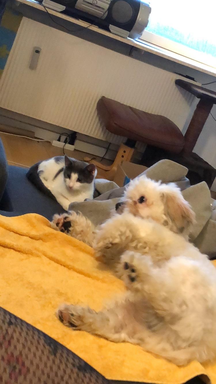 Huskat Sylvester (R.I.P) billede 2