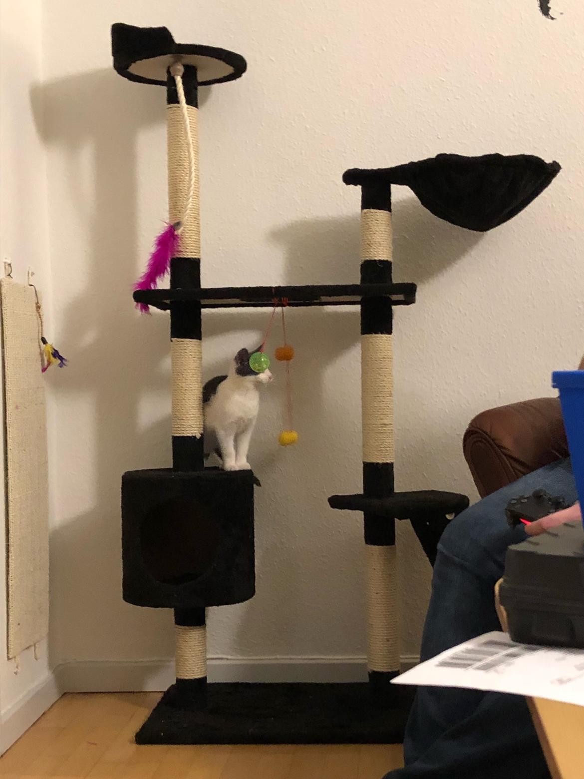 Huskat Sylvester (R.I.P) billede 5