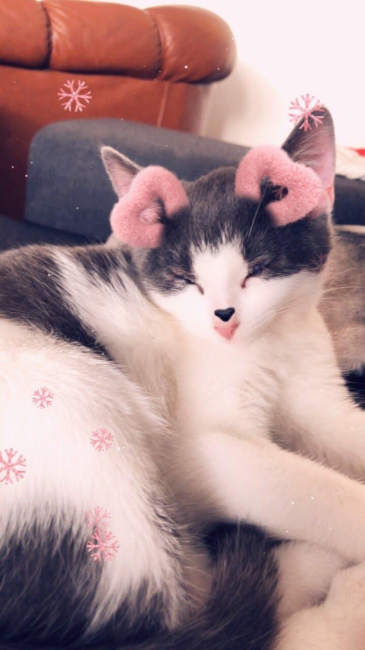 Huskat Sylvester (R.I.P) billede 3