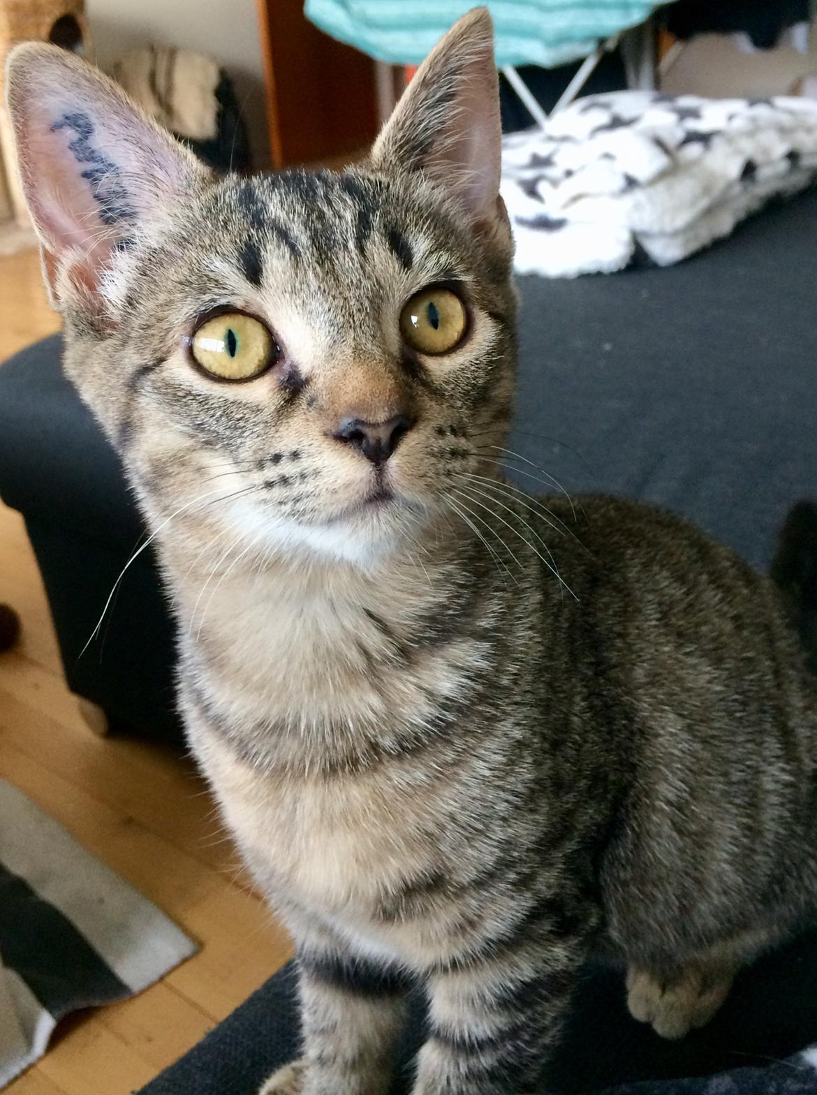 Huskat Ebba billede 5