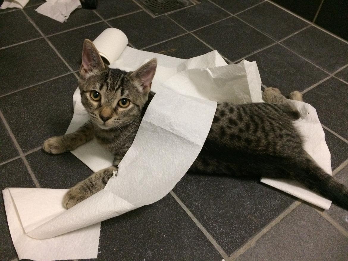 Huskat Ebba billede 7