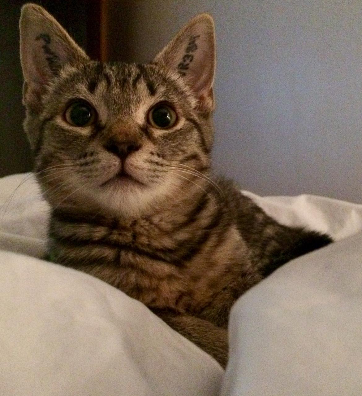 Huskat Ebba billede 8