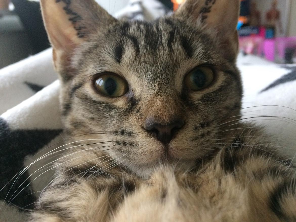 Huskat Ebba billede 9