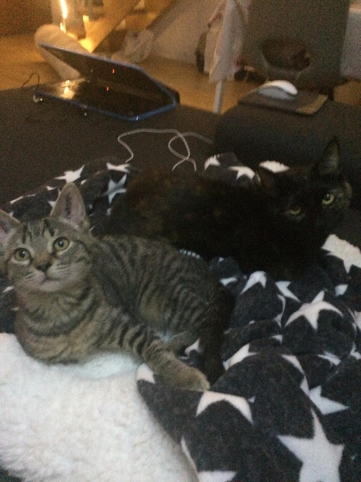 Huskat Ebba billede 10