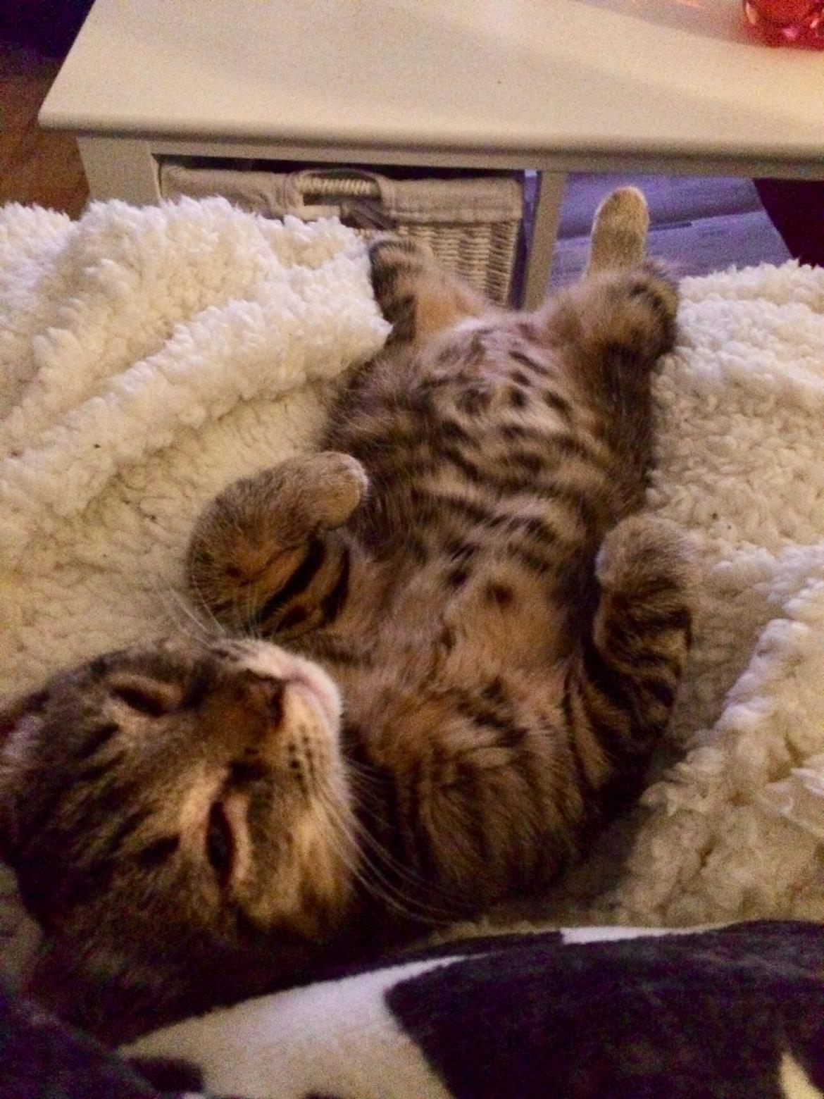 Huskat Ebba billede 11