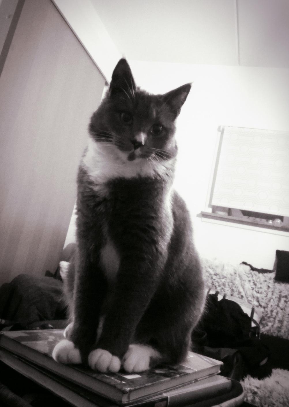 Blanding af racer Mufasa billede 33