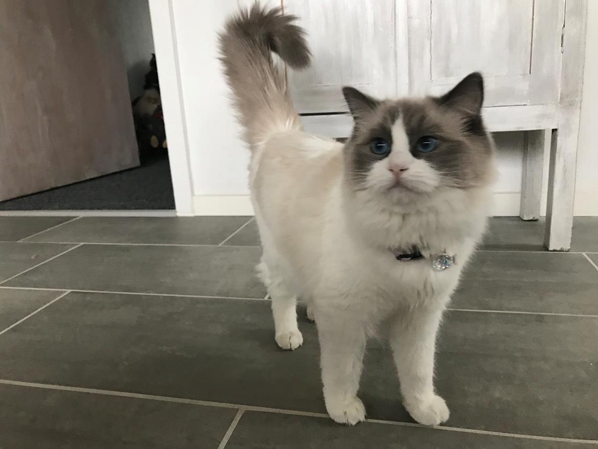 Ragdoll Nala (Melodic Aura Cosmic Crocus) billede 23