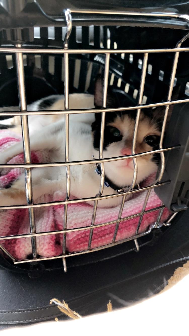 Blanding af racer Ella billede 1