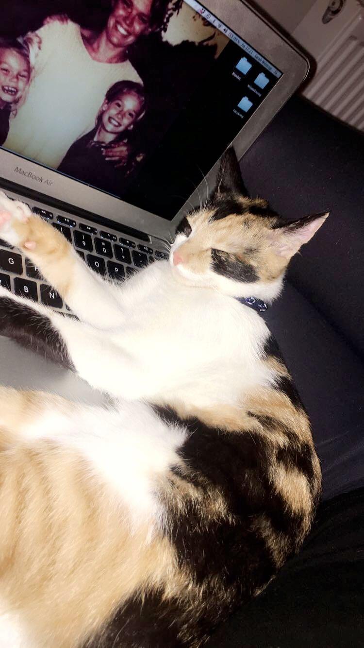 Blanding af racer Ella billede 5