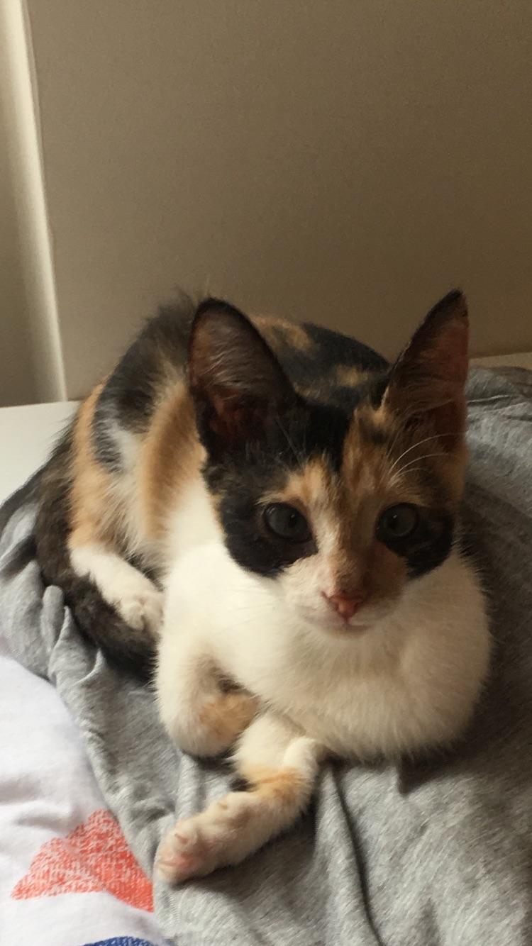 Blanding af racer Ella billede 6