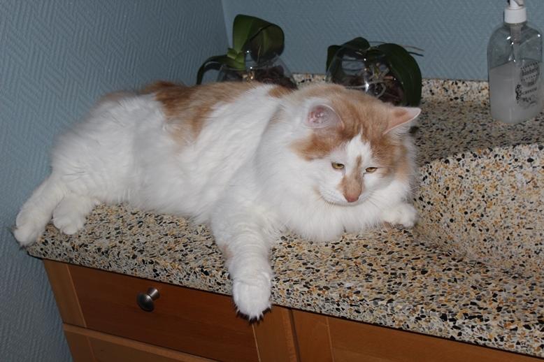 Kurilean Bobtail Johnny - Lucky Paws John Wayne  billede 6