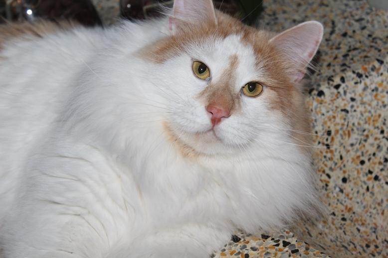 Kurilean Bobtail Johnny - Lucky Paws John Wayne  billede 4