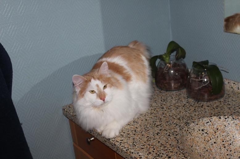 Kurilean Bobtail Johnny - Lucky Paws John Wayne  billede 3