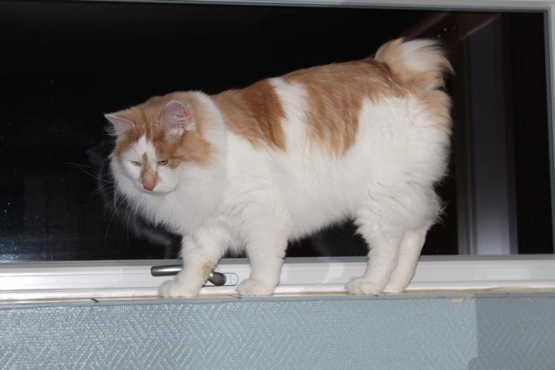 Kurilean Bobtail Johnny - Lucky Paws John Wayne  billede 1