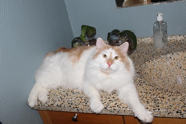 Kurilean Bobtail Johnny - Lucky Paws John Wayne  billede 5