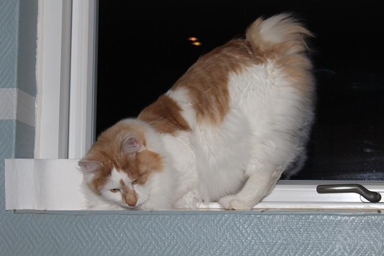 Kurilean Bobtail Johnny - Lucky Paws John Wayne  billede 2