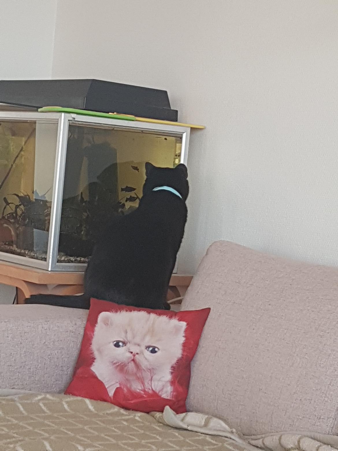 Huskat black jack ( hr jacks) billede 30