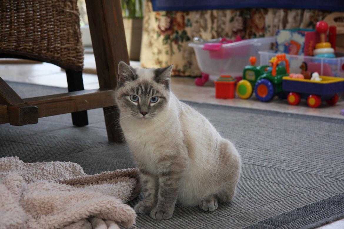 Huskat Alfred billede 5