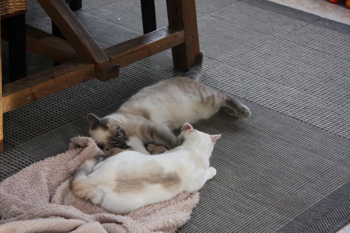 Huskat Alfred billede 3