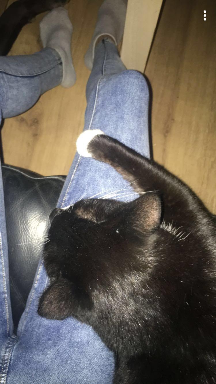 Huskat Molly (dreng) billede 2