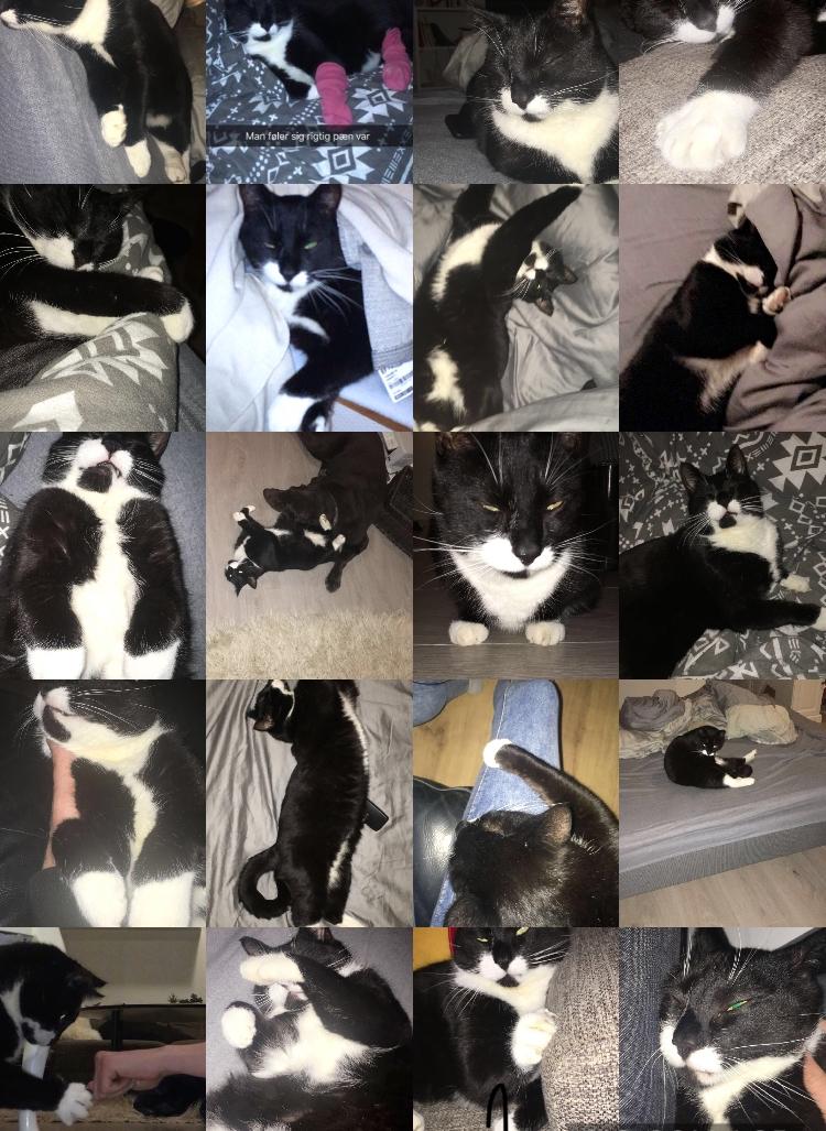 Huskat Molly (dreng) billede 5