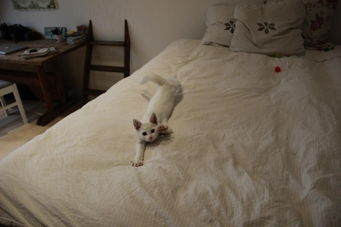 Blanding af racer Hailey billede 2