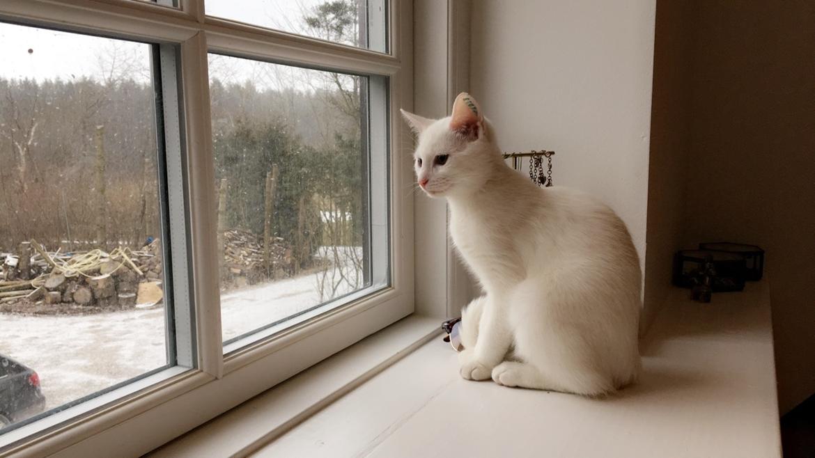 Blanding af racer Hailey billede 6