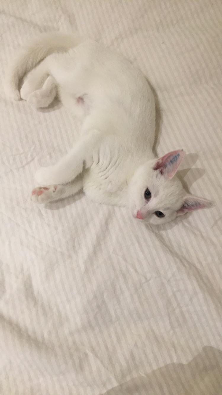 Blanding af racer Hailey billede 13