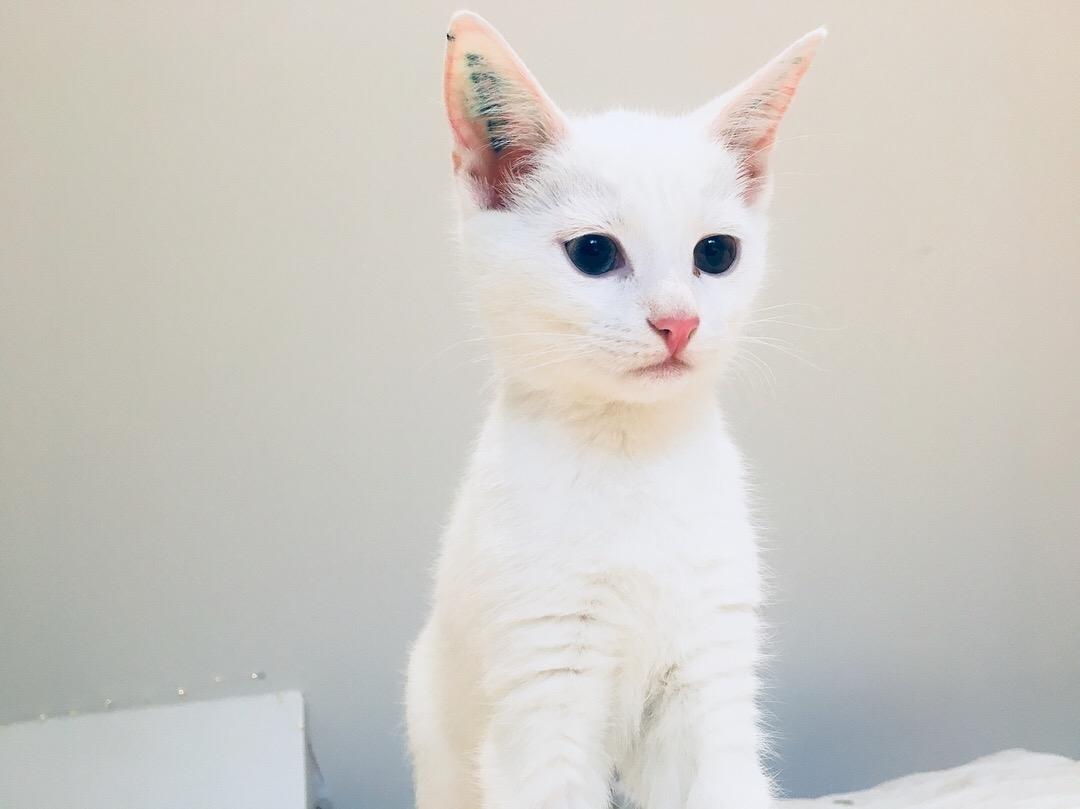 Blanding af racer Norah billede 2