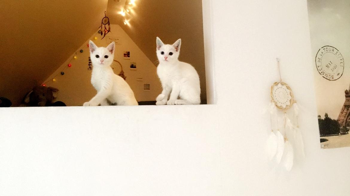 Blanding af racer Norah billede 17