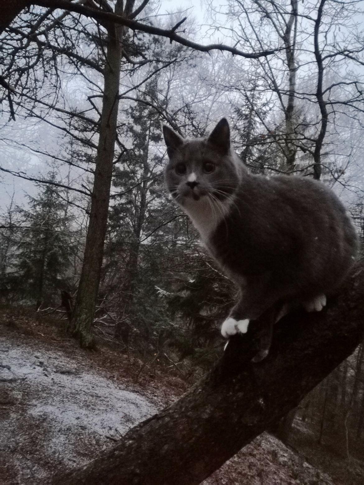 Blanding af racer Mufasa billede 36