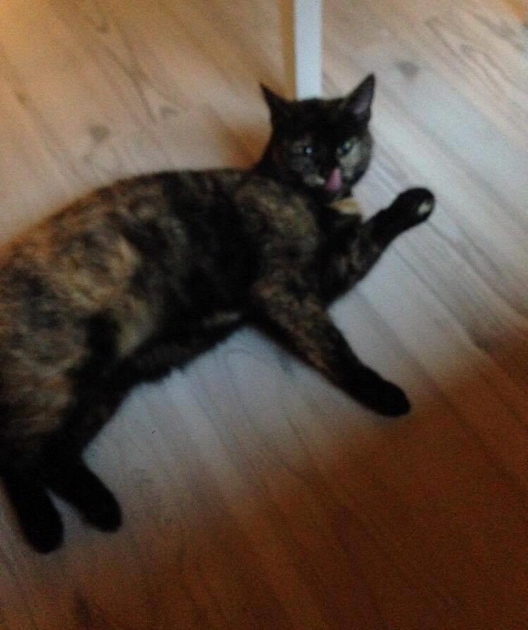 Huskat Spætmis billede 1