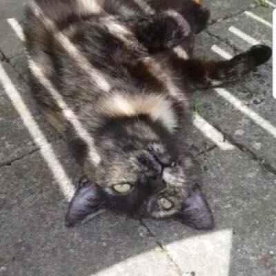 Huskat Spætmis billede 2