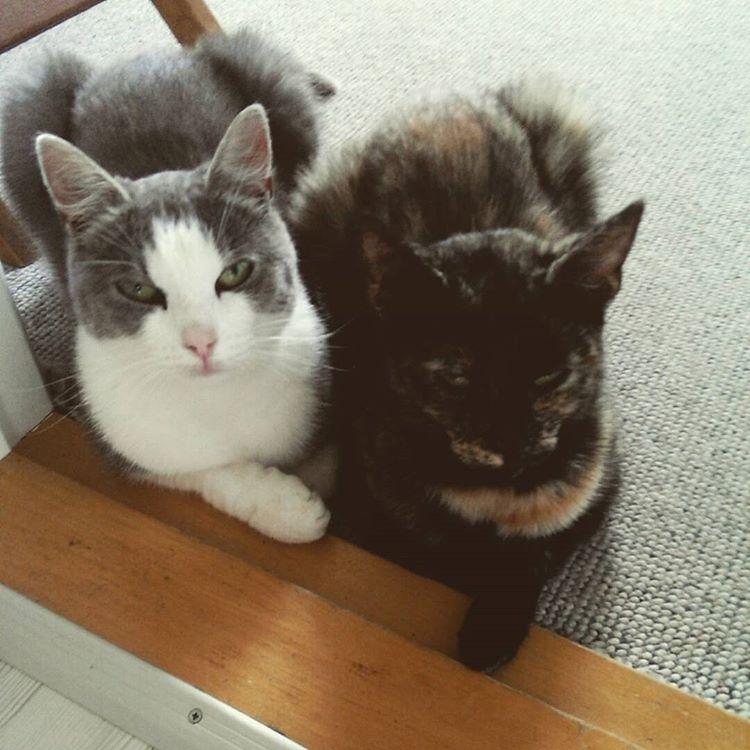 Huskat Spætmis billede 3