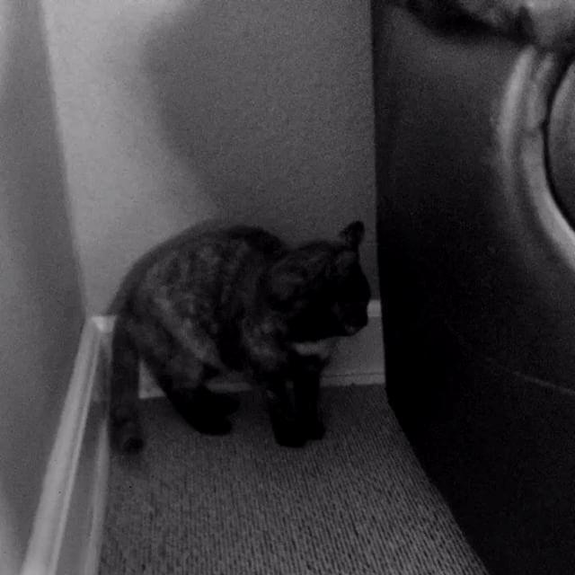 Huskat Spætmis billede 4