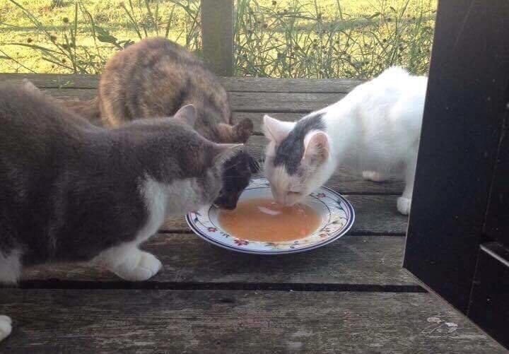 Huskat Spætmis billede 5