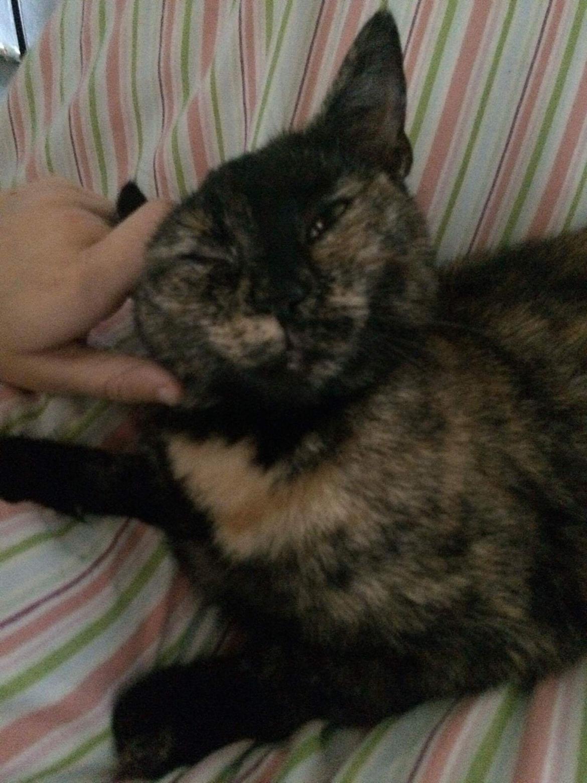 Huskat Spætmis billede 6