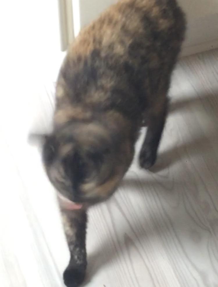 Huskat Spætmis billede 7