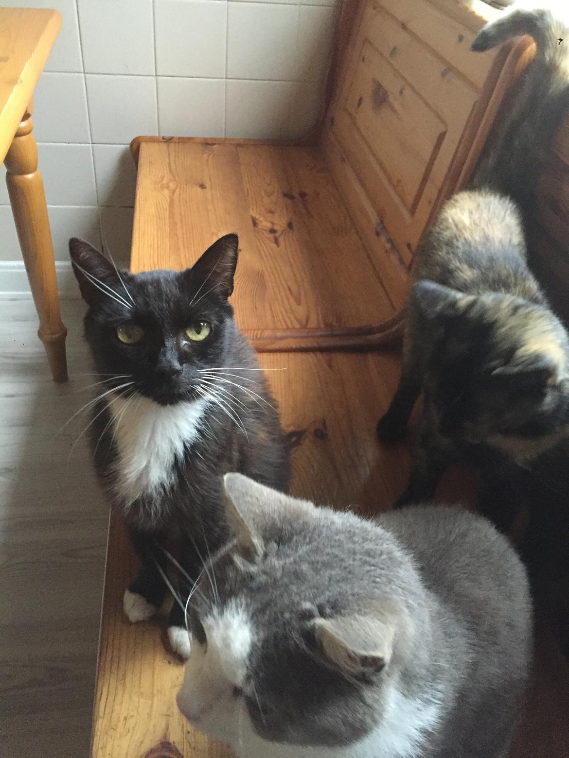 Huskat Spætmis billede 9