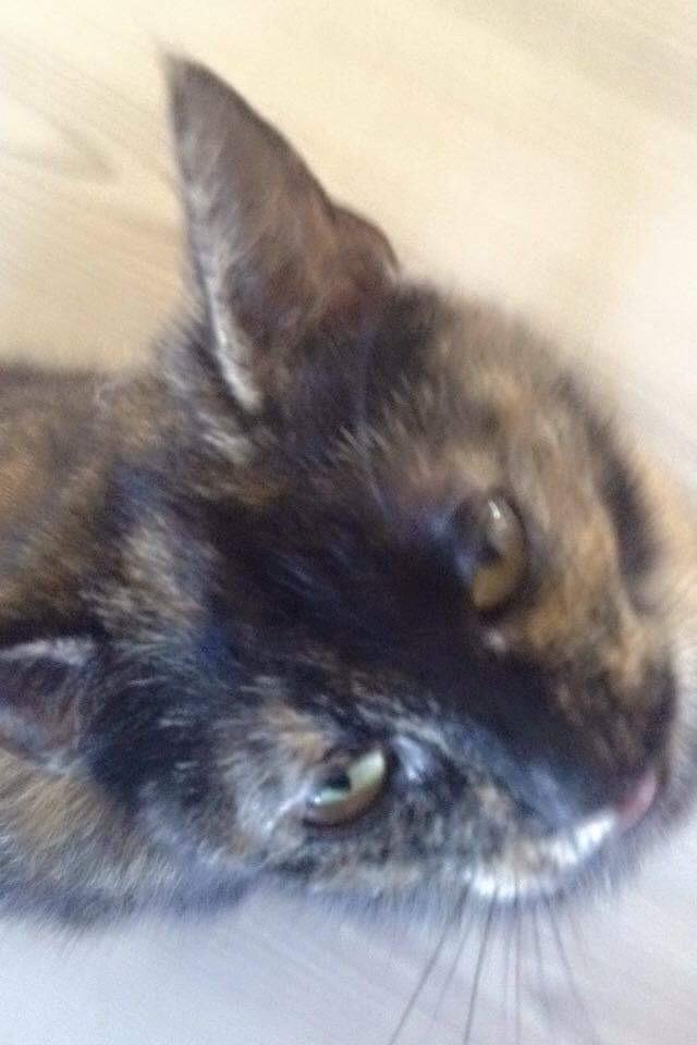 Huskat Spætmis billede 10