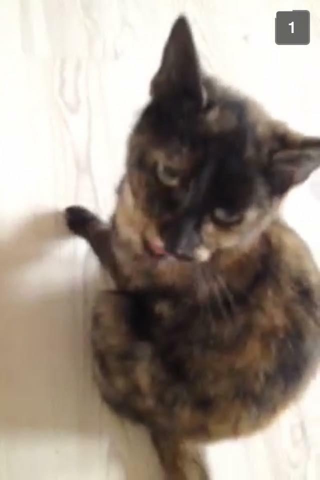 Huskat Spætmis billede 11