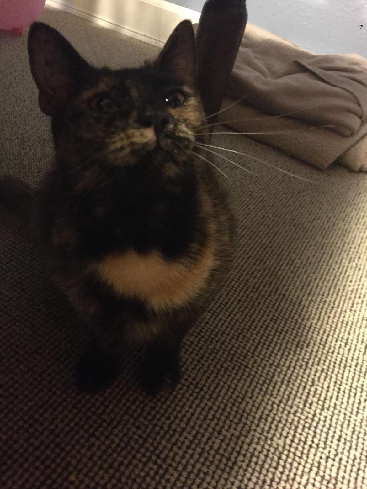 Huskat Spætmis billede 12