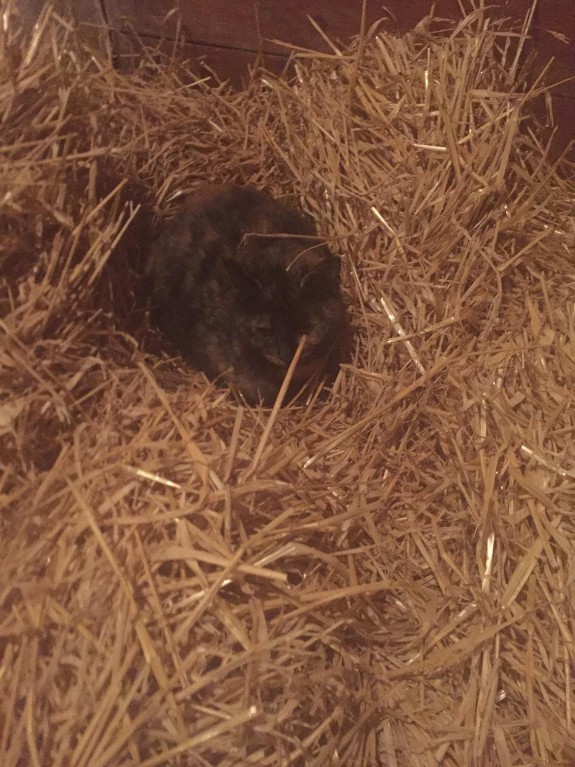 Huskat Spætmis billede 13