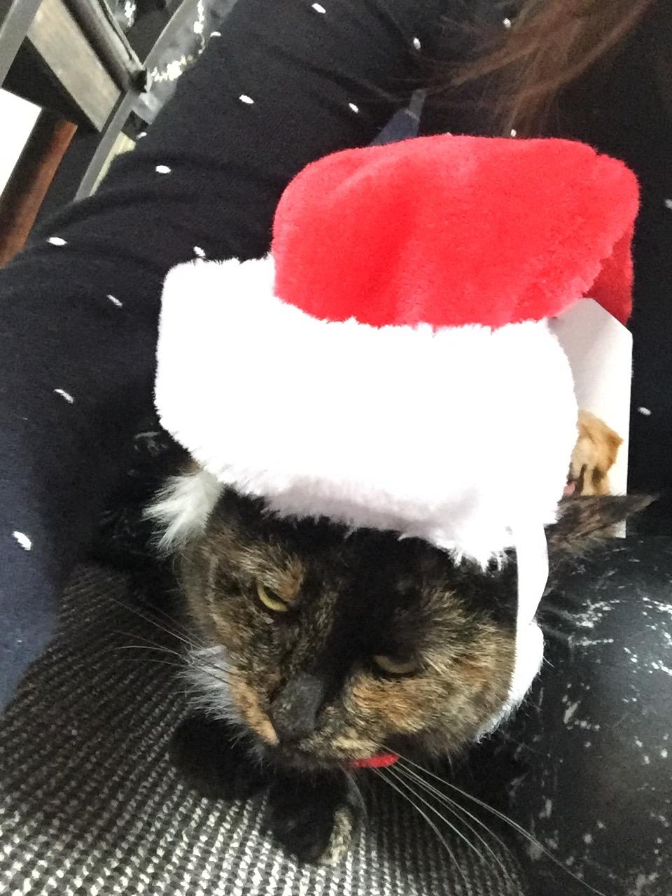 Huskat Spætmis billede 15