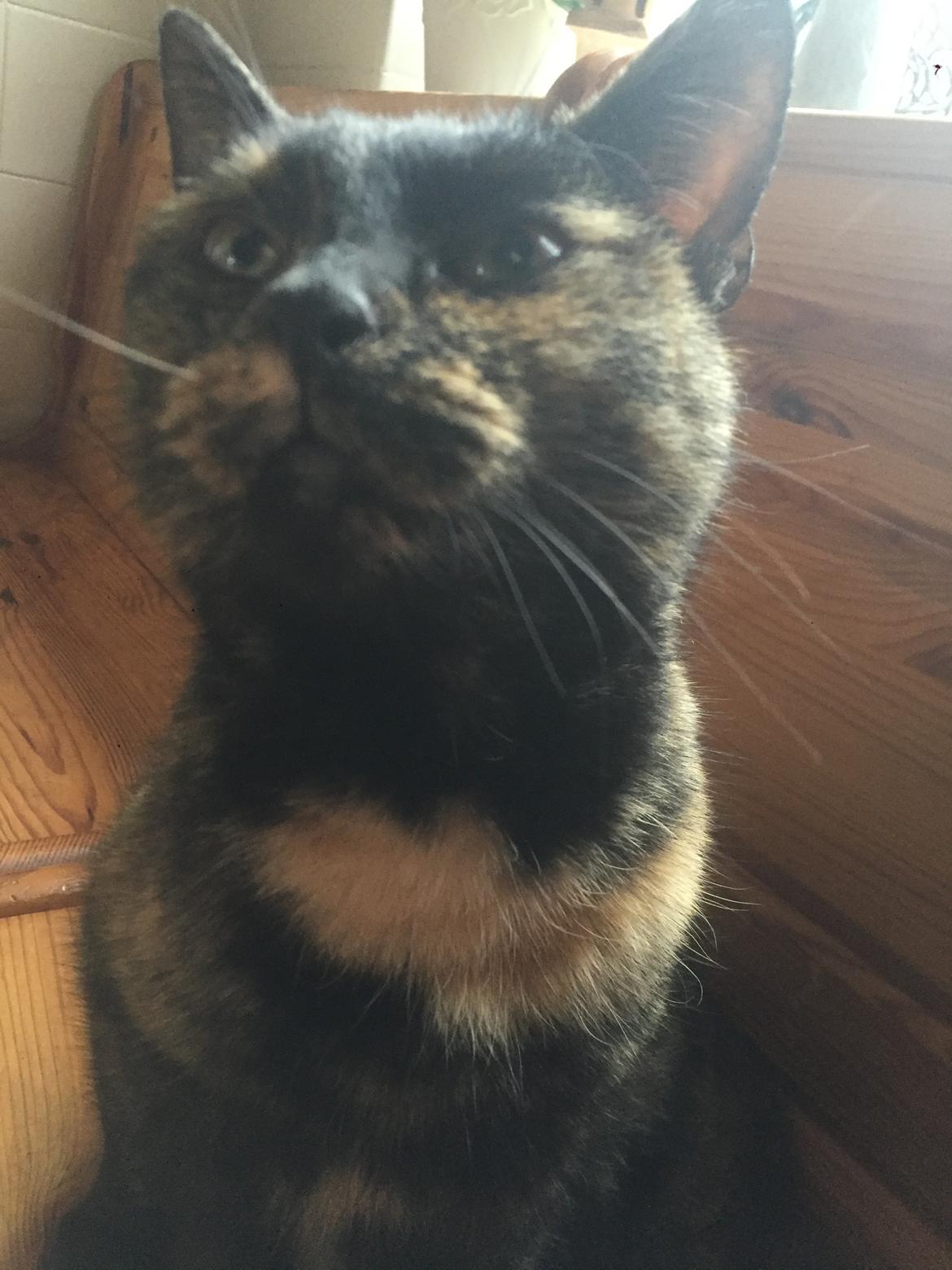 Huskat Spætmis billede 8