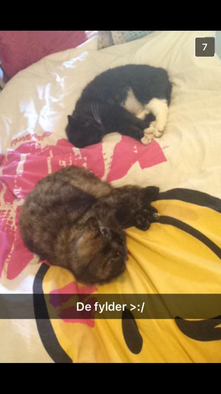 Huskat Spætmis billede 17